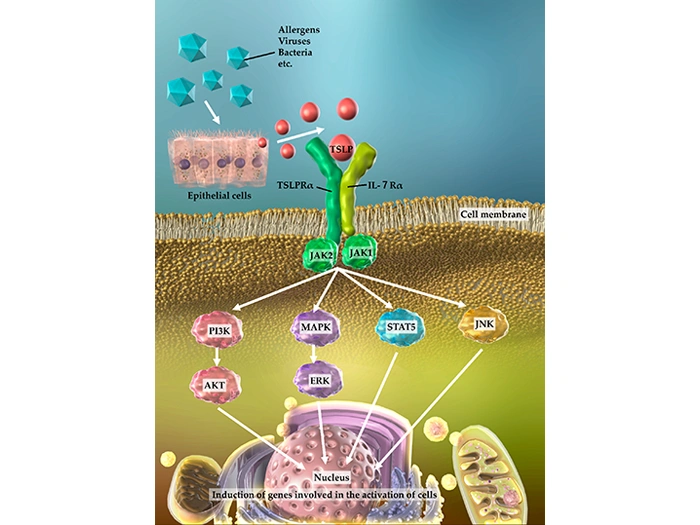 Production of TSLP, Receptor Structure, and Intracellular Signal Transduction